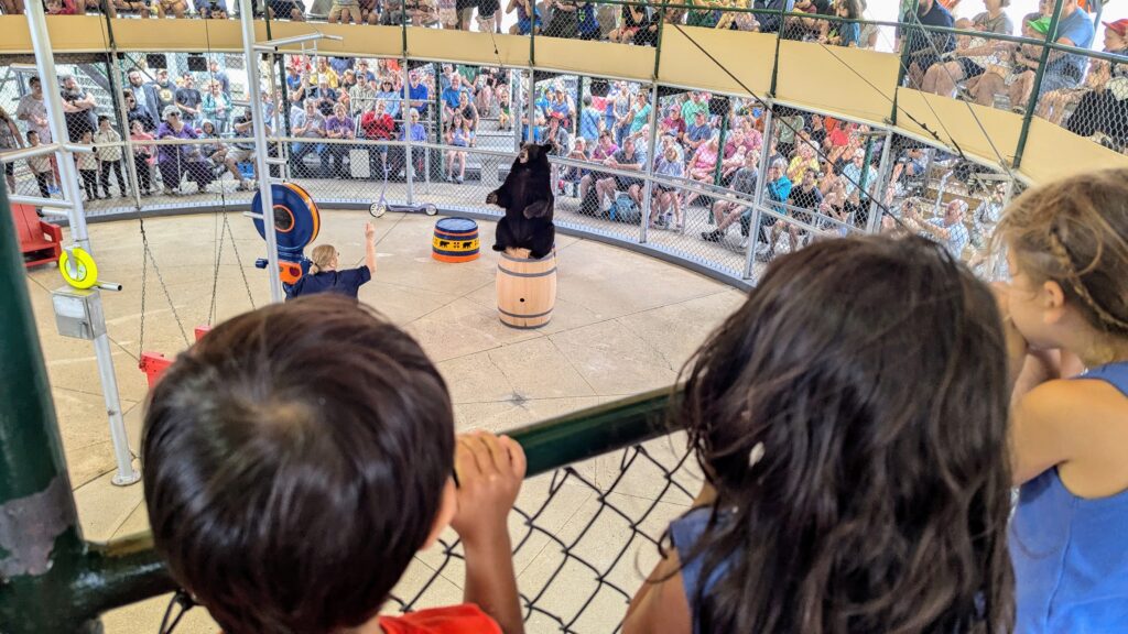 New Hampshire with Kids - Watching the Bear Show at Clark's Bears