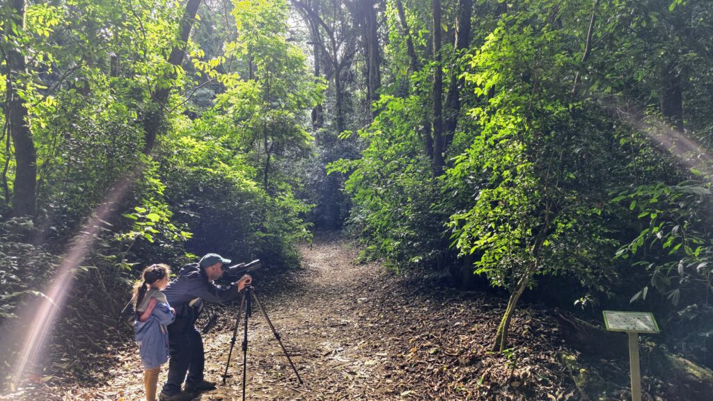 Costa Rica Itinerary - Searching for sloths in the trees