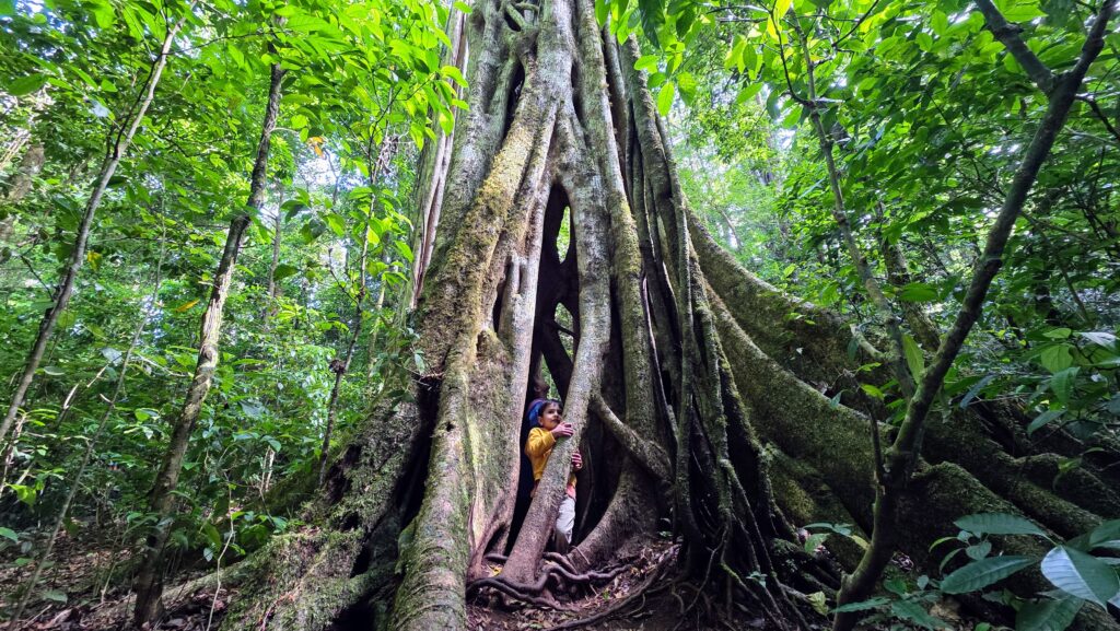 Costa Rica Itinerary - Climbing inside a Ficus Tree at Curi Cancha Reserve