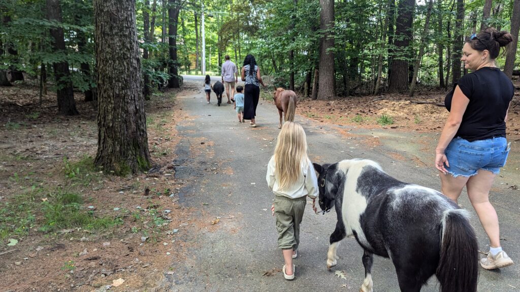 New Hampshire with Kids -Walking the horses along a wooded trail at the Miniature Horse Farm