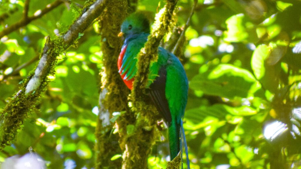 Resplendent Quetzal in Monteverde, Costa Rica