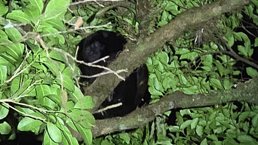 A monkey fast asleep photographed at a Night Tour in Monteverde