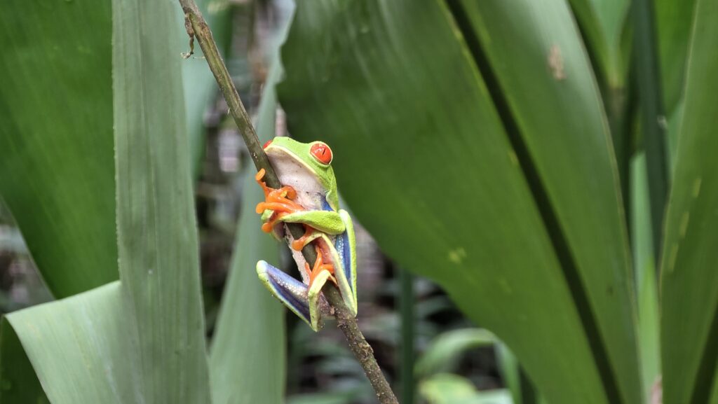 The Red Eyed Tree Frog is a top-favorite sighting for kids on Night Tours