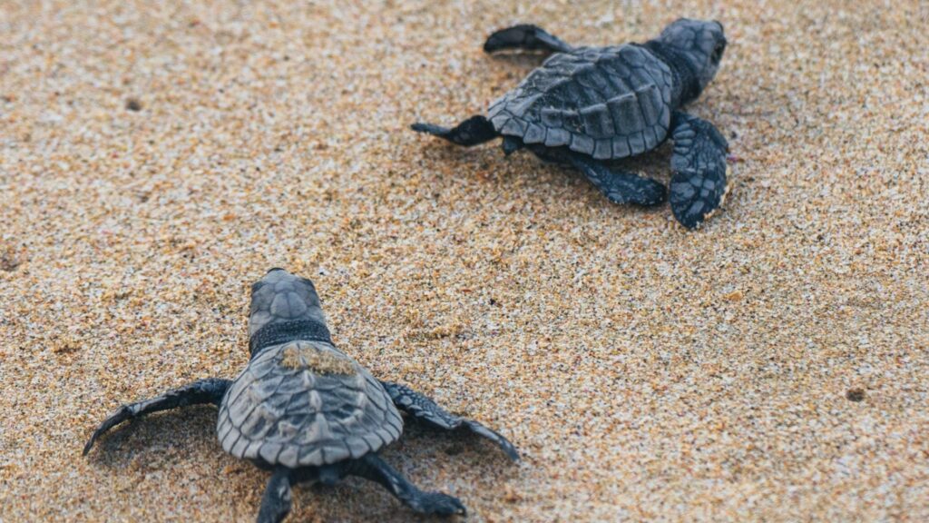 Baby Sea Turtles scrambling to the Ocean after hatching