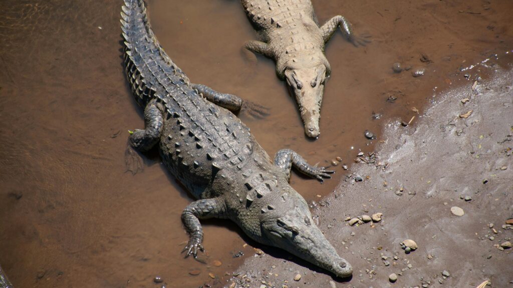 Costa Rica Itinerary - Crocodiles seen from Rio Tarcoles Bridge