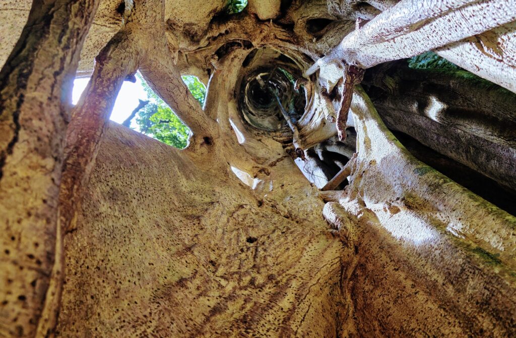 Interior hollow of a Ficus tree at Curi Cancha Reserve