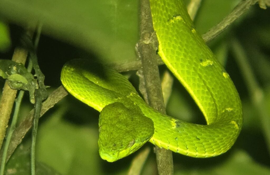 A pit viper at Refugio Monteverde seen during a night tour - the best night tour in Monteverde