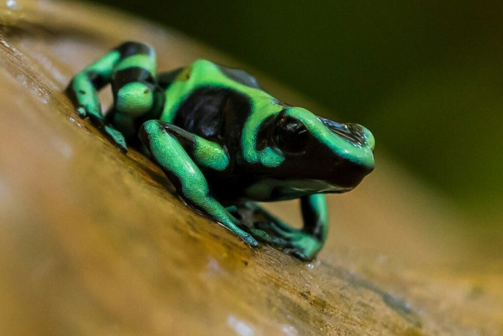 Poison Dart Frog - one of many colorful frogs in Costa Rica