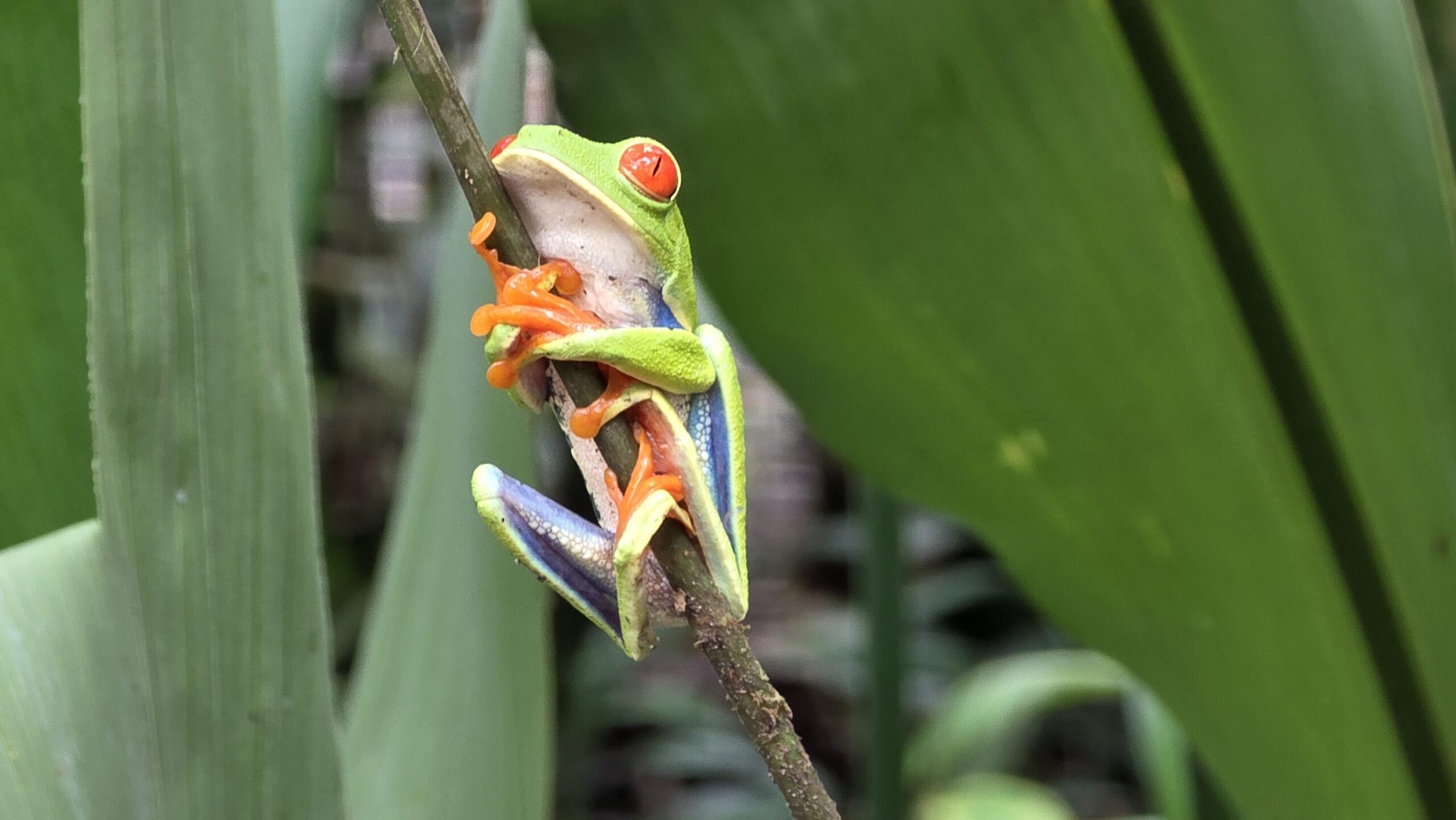 Costa Rica Itinerary - Red Eyed Tree Frog - One of the many possible nocturnal creatures to see on a Night Tour